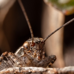 Eurepa marginipennis at Hackett, ACT - 8 Nov 2022 12:48 PM