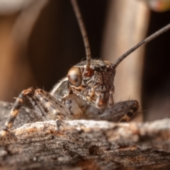 Eurepa marginipennis at Hackett, ACT - 8 Nov 2022 12:48 PM