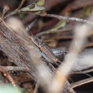 Eurepa marginipennis at Hackett, ACT - 8 Nov 2022 12:48 PM