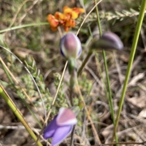 Thelymitra sp. at Molonglo Valley, ACT - suppressed