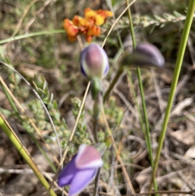 Thelymitra sp. (A Sun Orchid) at Molonglo Valley, ACT - 7 Nov 2022 by Jenny54