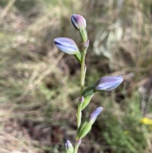 Thelymitra sp. at Molonglo Valley, ACT - suppressed