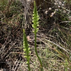 Microtis sp. (Onion Orchid) at Bruce, ACT - 8 Nov 2022 by Jenny54