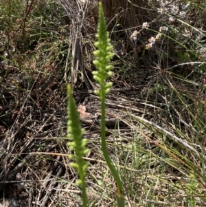 Microtis sp. at Bruce, ACT - suppressed