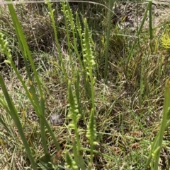 Microtis sp. at Bruce, ACT - suppressed