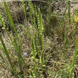 Microtis sp. at Bruce, ACT - suppressed