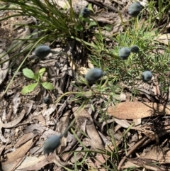 Gompholobium huegelii (Pale Wedge Pea) at Bruce, ACT - 7 Nov 2022 by Jenny54