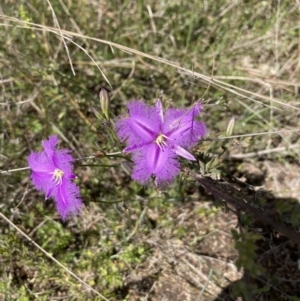 Thysanotus tuberosus subsp. tuberosus at Molonglo Valley, ACT - 8 Nov 2022