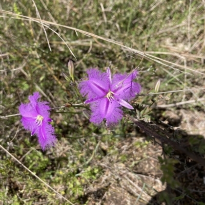 Thysanotus tuberosus subsp. tuberosus (Common Fringe-lily) at Molonglo Valley, ACT - 8 Nov 2022 by Jenny54