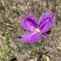 Thysanotus tuberosus subsp. tuberosus at Molonglo Valley, ACT - 8 Nov 2022