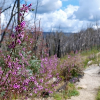 Indigofera australis subsp. australis (Australian Indigo) at Tennent, ACT - 5 Nov 2022 by nath_kay