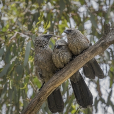 Struthidea cinerea (Apostlebird) at Stockinbingal, NSW - 6 Nov 2022 by trevsci