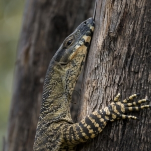 Varanus varius at Stockinbingal, NSW - 6 Nov 2022