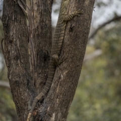 Varanus varius at Stockinbingal, NSW - suppressed