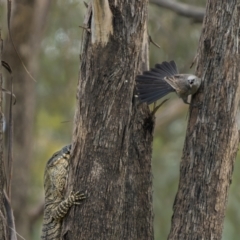 Varanus varius at Stockinbingal, NSW - 6 Nov 2022