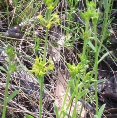 Pimelea curviflora var. sericea (Curved Riceflower) at The Pinnacle - 5 Nov 2022 by sangio7