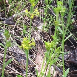 Pimelea curviflora var. sericea at Hawker, ACT - 6 Nov 2022 10:52 AM