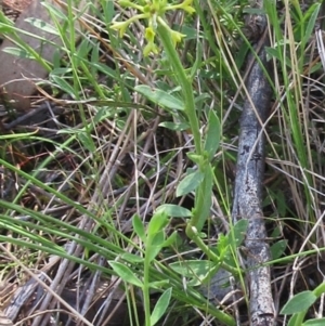 Pimelea curviflora var. sericea at Hawker, ACT - 6 Nov 2022 10:52 AM