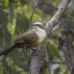 Pomatostomus temporalis at Stockinbingal, NSW - 6 Nov 2022