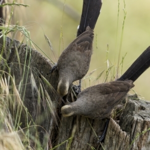 Pomatostomus temporalis at Stockinbingal, NSW - 6 Nov 2022