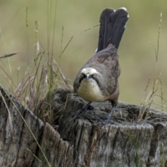 Pomatostomus temporalis at Stockinbingal, NSW - 6 Nov 2022