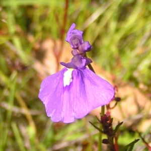 Utricularia dichotoma at Kambah, ACT - 8 Nov 2022