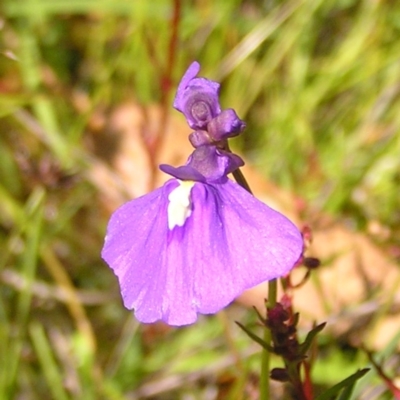 Utricularia dichotoma (Fairy Aprons, Purple Bladderwort) at Kambah, ACT - 8 Nov 2022 by MatthewFrawley
