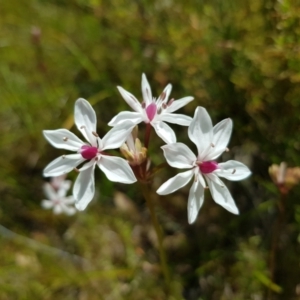 Burchardia umbellata at Kambah, ACT - 8 Nov 2022