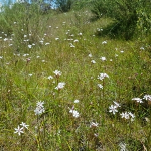 Burchardia umbellata at Kambah, ACT - 8 Nov 2022