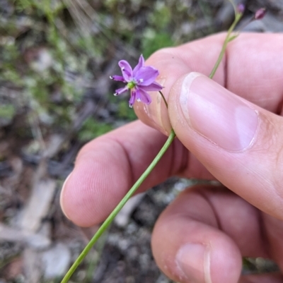 Arthropodium minus (Small Vanilla Lily) at Balldale, NSW - 8 Nov 2022 by Darcy