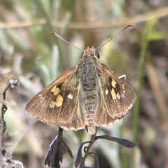 Trapezites phigalia (Heath Ochre) at Kambah, ACT - 8 Nov 2022 by MatthewFrawley