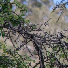 Stizoptera bichenovii (Double-barred Finch) at Splitters Creek, NSW - 8 Nov 2022 by Darcy