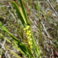 Lomandra filiformis subsp. coriacea (Wattle Matrush) at Kambah, ACT - 8 Nov 2022 by MatthewFrawley