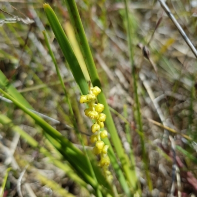 Lomandra filiformis subsp. coriacea (Wattle Matrush) at Kambah, ACT - 8 Nov 2022 by MatthewFrawley
