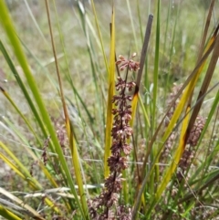 Lomandra multiflora (Many-flowered Matrush) at Kambah, ACT - 8 Nov 2022 by MatthewFrawley