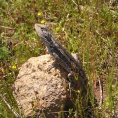 Amphibolurus muricatus at Kambah, ACT - 8 Nov 2022