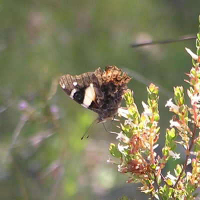 Vanessa itea (Yellow Admiral) at Kambah, ACT - 8 Nov 2022 by MatthewFrawley