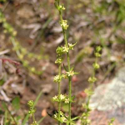 Galium gaudichaudii subsp. gaudichaudii (Rough Bedstraw) at Kambah, ACT - 8 Nov 2022 by MatthewFrawley