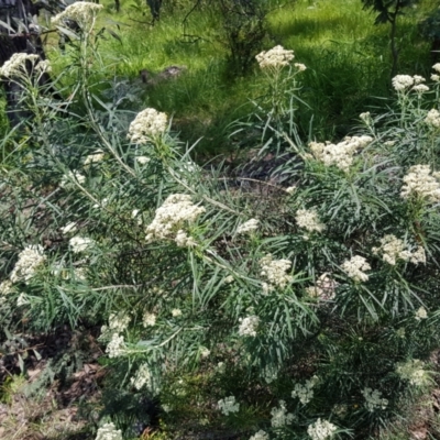 Cassinia longifolia (Shiny Cassinia, Cauliflower Bush) at Kambah, ACT - 8 Nov 2022 by MatthewFrawley