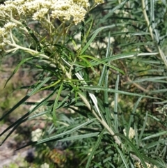 Cassinia longifolia at Kambah, ACT - 8 Nov 2022 01:17 PM