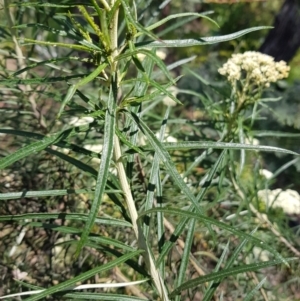 Cassinia longifolia at Kambah, ACT - 8 Nov 2022 01:17 PM