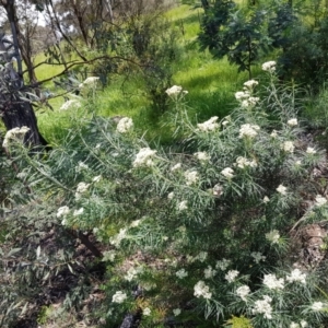 Cassinia longifolia at Kambah, ACT - 8 Nov 2022 01:17 PM