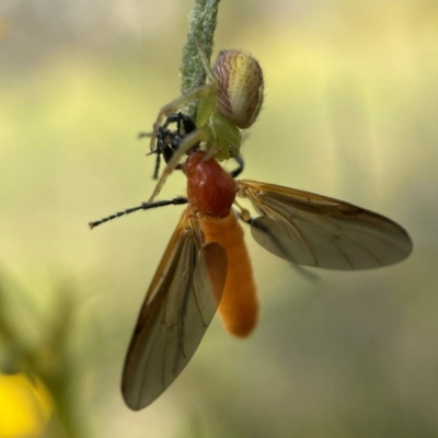 Bibio imitator (Garden maggot) at Stirling Park - 8 Nov 2022 by PeterA