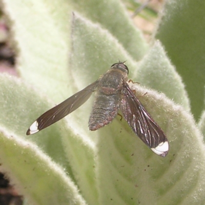 Comptosia stria (A bee fly) at Kambah, ACT - 8 Nov 2022 by MatthewFrawley