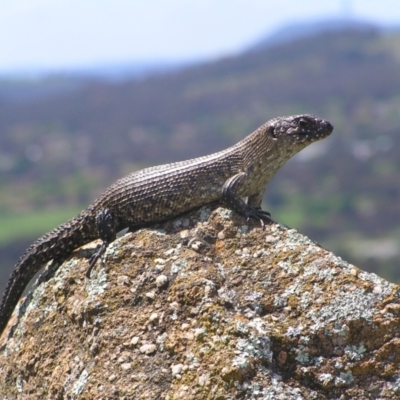 Egernia cunninghami (Cunningham's Skink) at Urambi Hills - 8 Nov 2022 by MatthewFrawley