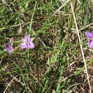 Thysanotus patersonii at Hawker, ACT - 6 Nov 2022