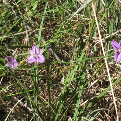 Thysanotus patersonii (Twining Fringe Lily) at Hawker, ACT - 6 Nov 2022 by sangio7