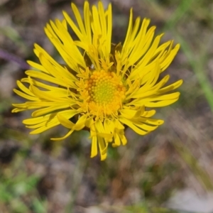 Podolepis jaceoides at Karabar, NSW - 8 Nov 2022