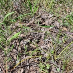 Podolepis jaceoides at Karabar, NSW - 8 Nov 2022