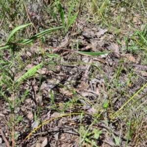 Podolepis jaceoides at Karabar, NSW - 8 Nov 2022